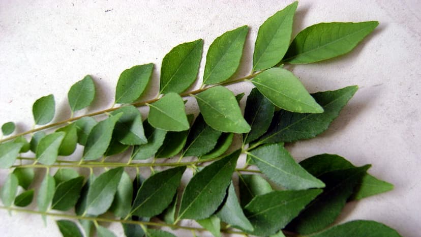 curry-leaves.jpg