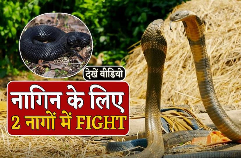 shivpuri_snake_fight.jpg