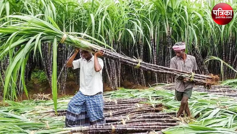 Sugarcane Price News