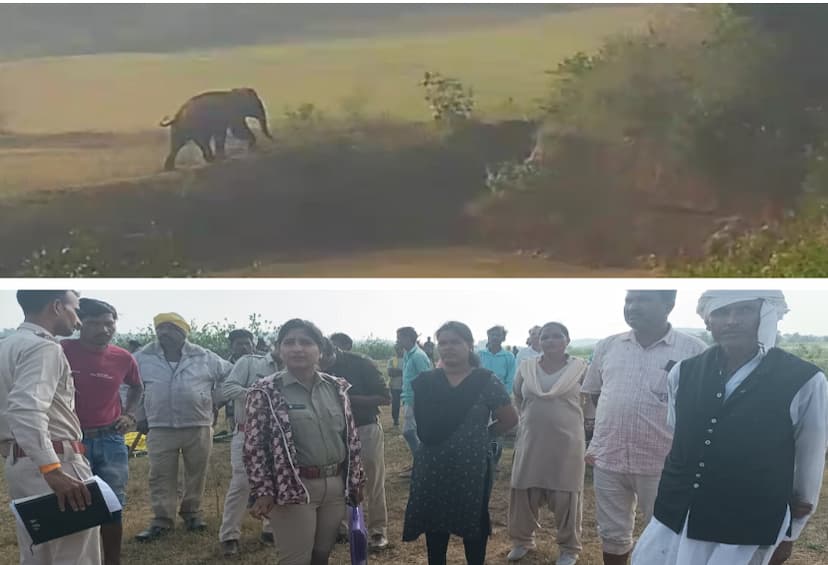 Elephant killed young man