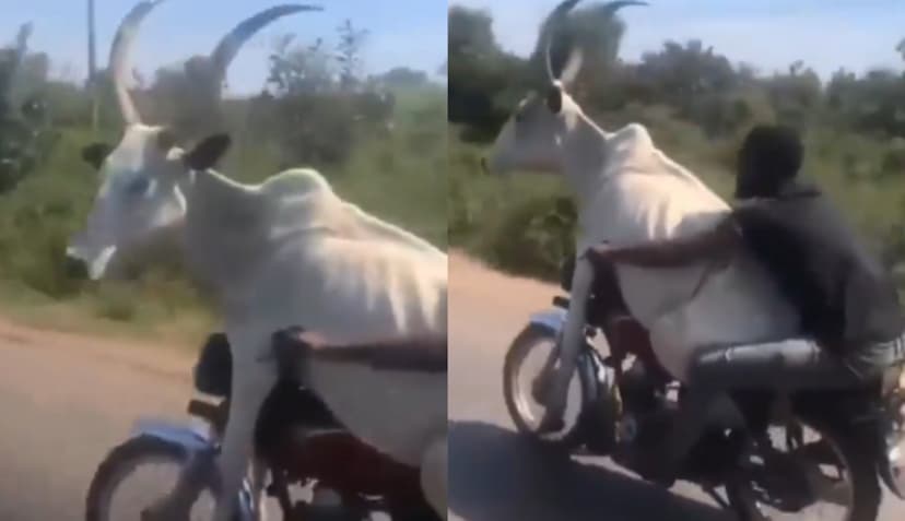 cattle_on_motorcycle.jpg