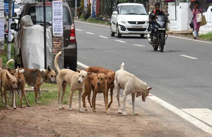 Dog Terror In Chhattisgarh: Dogs bite innocent girl in Raipur, panic