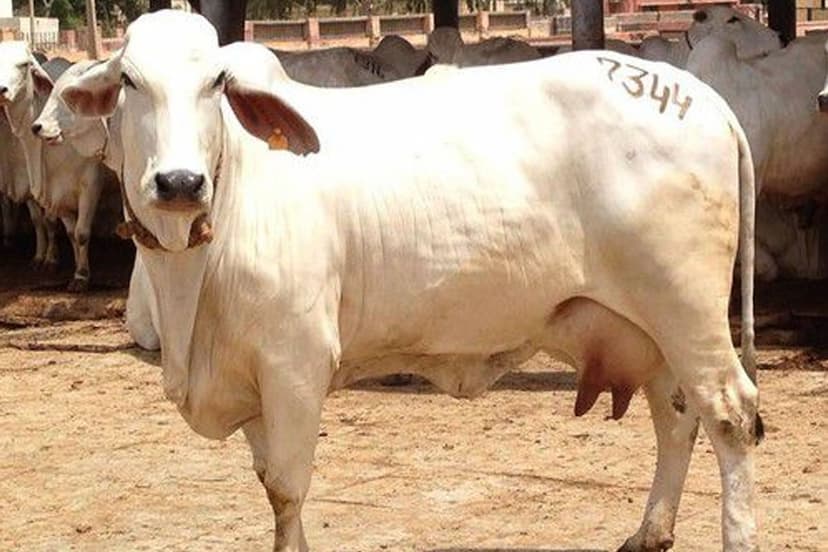 Tharparkar breed cow in Jhansi