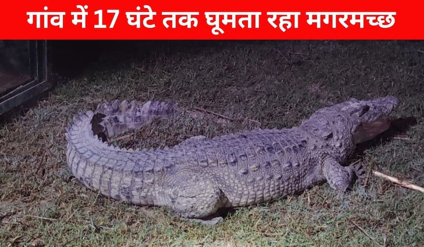 firozabad_crocodile_.jpg