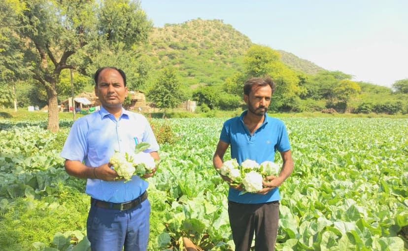 उदयपुरवाटी पहाड़ी क्षेत्र की फूलगोभी ने बनाई पहचान