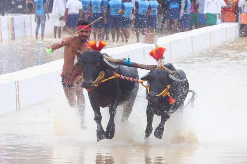 Kambala organized for the first time in Bengaluru