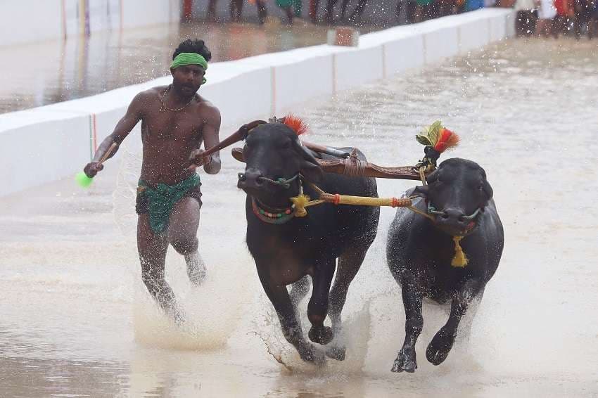 Kambala organized for the first time in Bengaluru