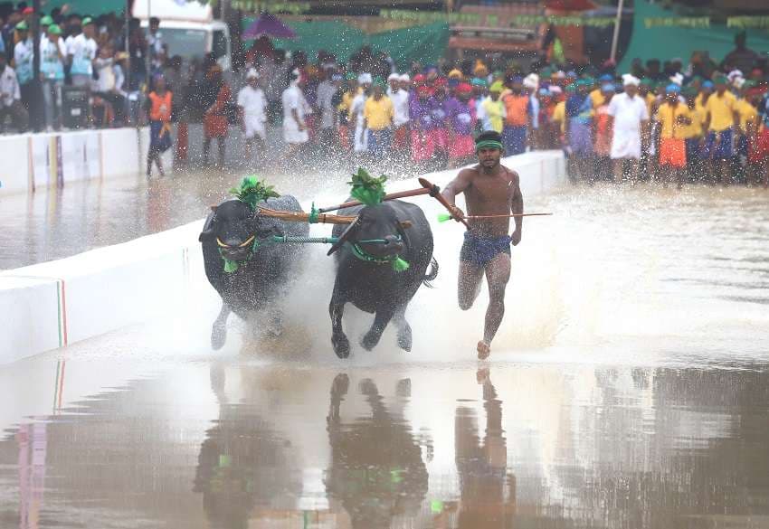 Kambala organized for the first time in Bengaluru