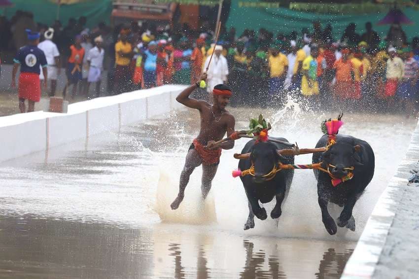 Kambala organized for the first time in Bengaluru