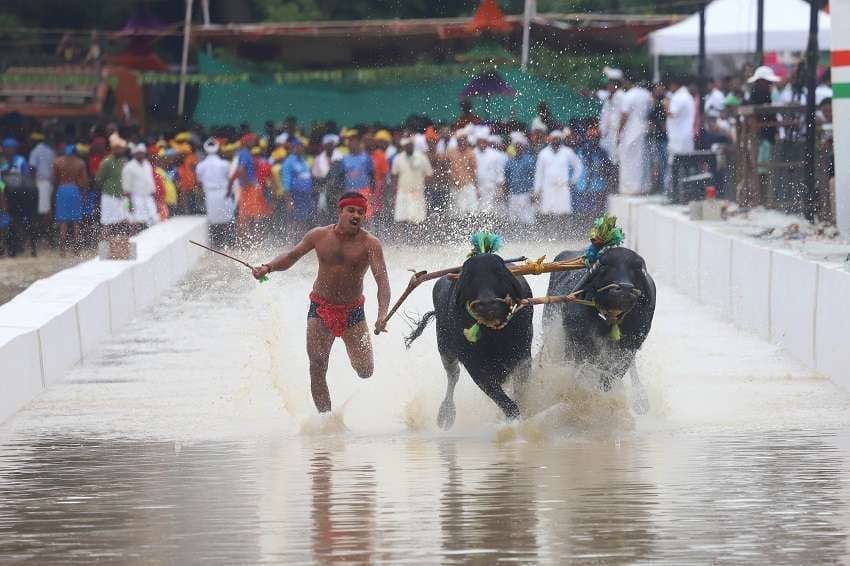 Kambala organized for the first time in Bengaluru