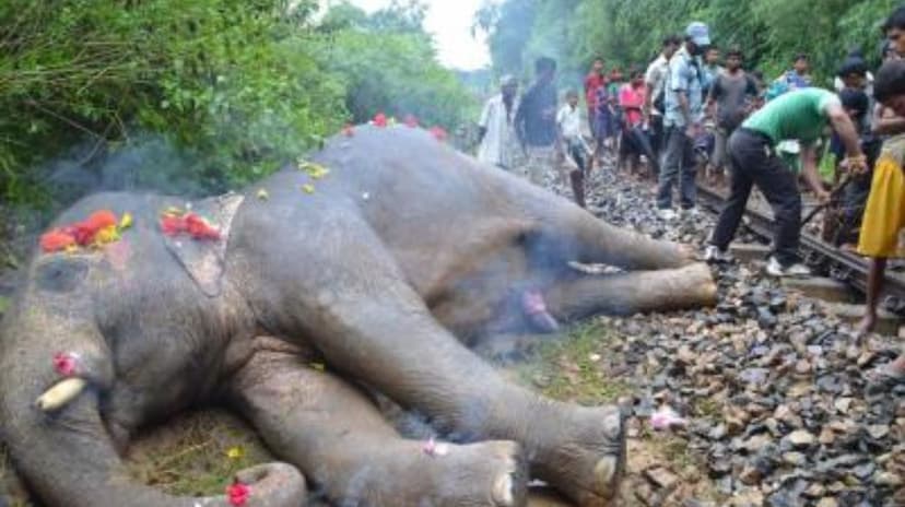  Three elephants died in collision with goods train in Bengal