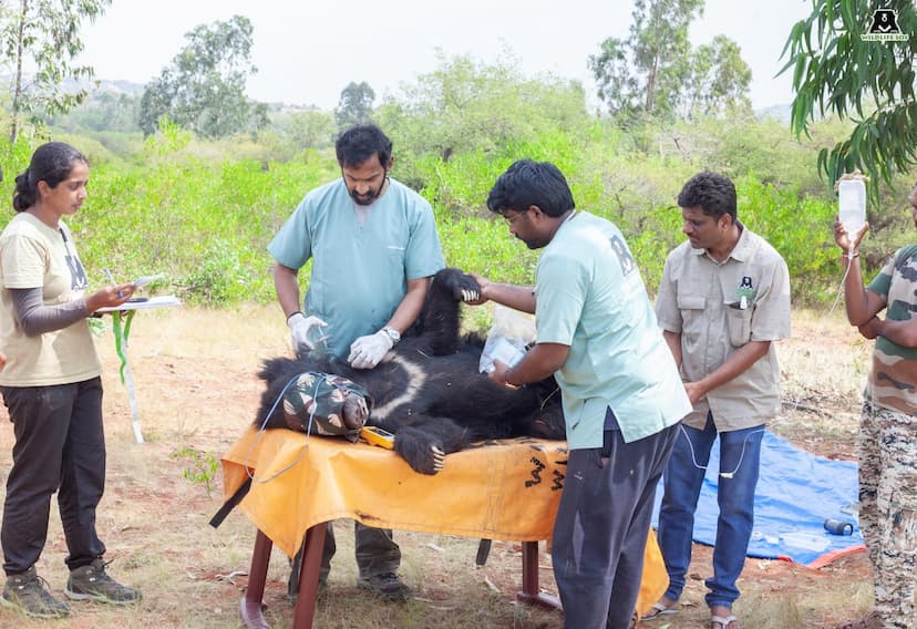 नौ स्लॉथ बियर को लगा रेडियो कॉलर