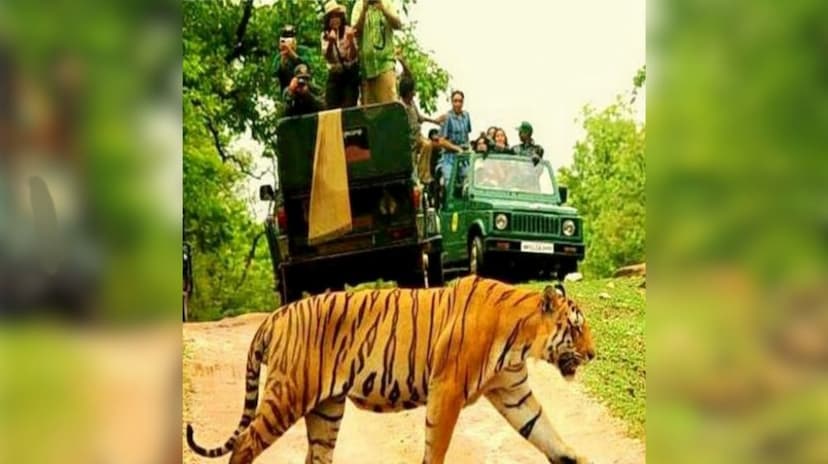 jungle_safari_in_jaipur.jpg