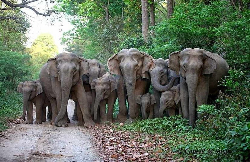 A group of 57 elephants created havoc in Raigarh