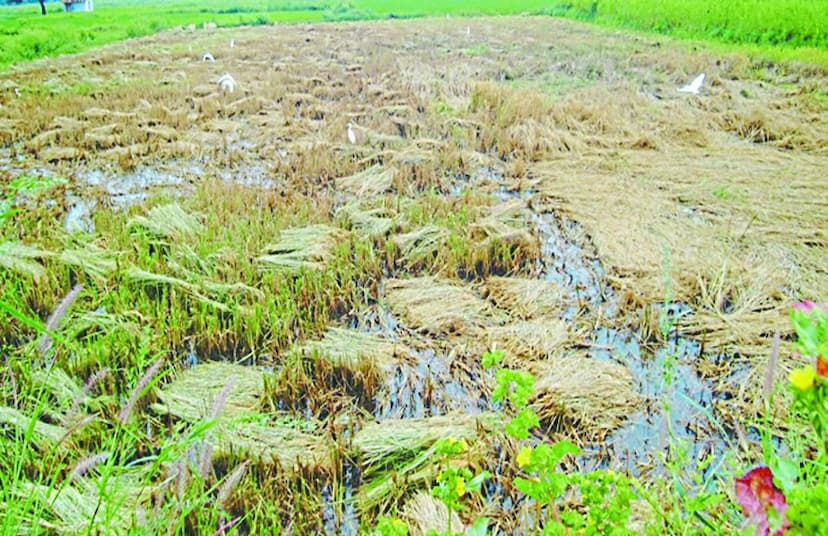 चार दिनों की झड़ी से जनजीवन अस्त-व्यस्त, ठंड से छूट रही कंपकंपी, कृषि कार्य ठप