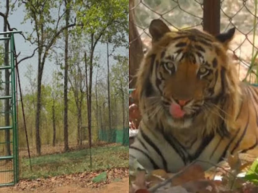 Forest department will install solar current to stop tigers outside the village, preparations started