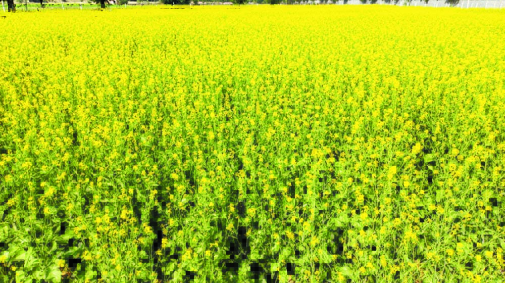 खेतों ने ओढी पीली चादर: सरसों की फसल पर खिलने लगे फूल