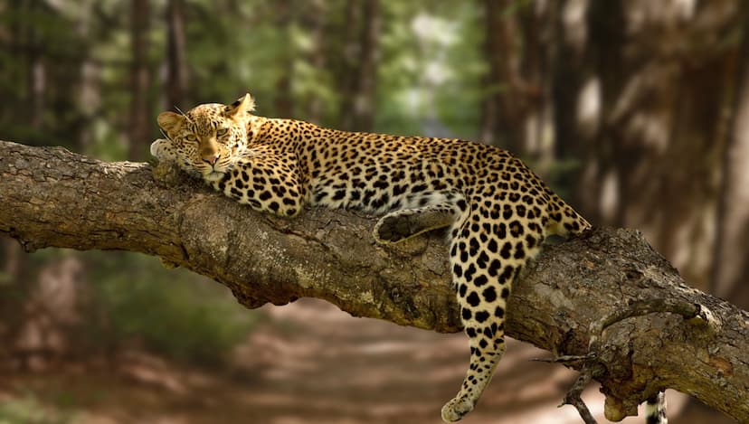 Leopard seen again in Amroha forest