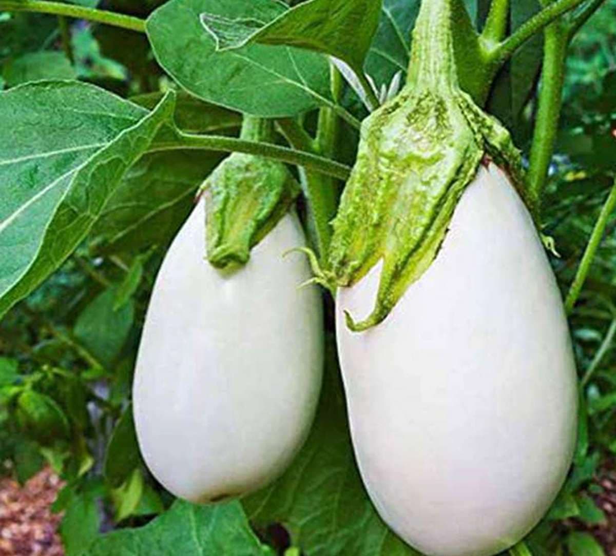 White eggplant A natural way to lower bad cholesterol