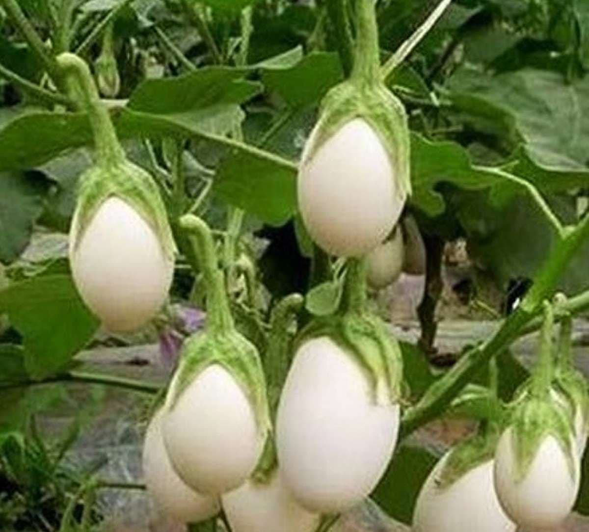 White eggplant A natural way to lower bad cholesterol