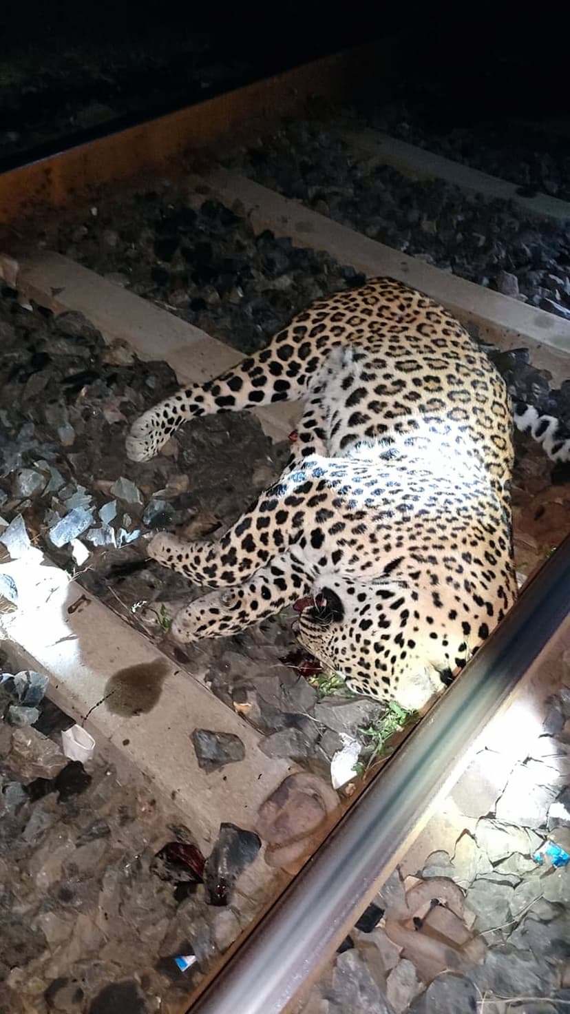 उत्राण-कोसाड के बीच रेलवे ट्रैक पर मृत तेंदुआ मिला