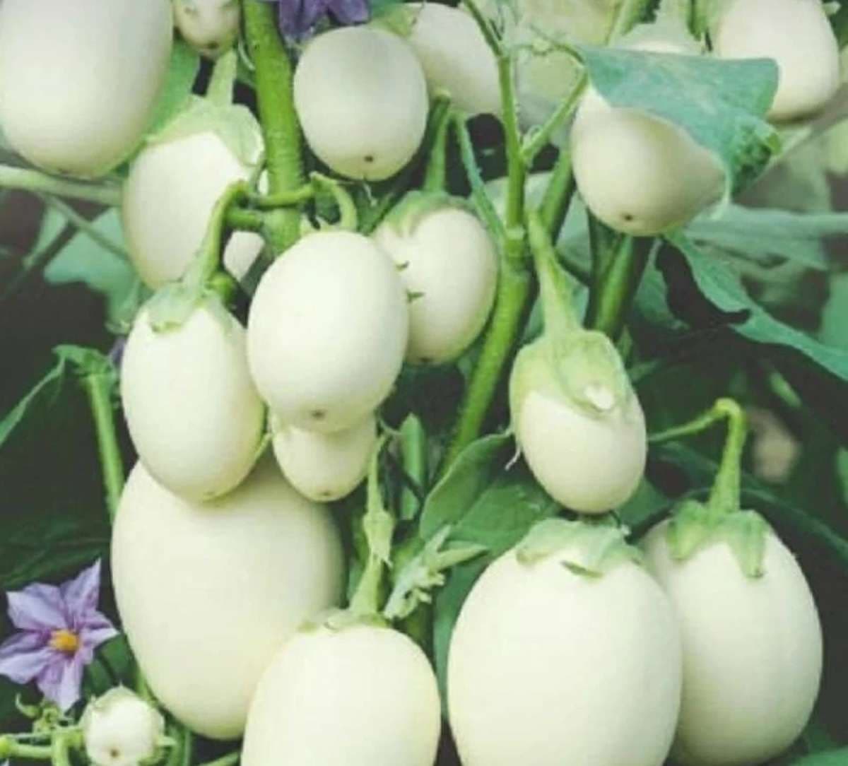 White eggplant A natural way to lower bad cholesterol