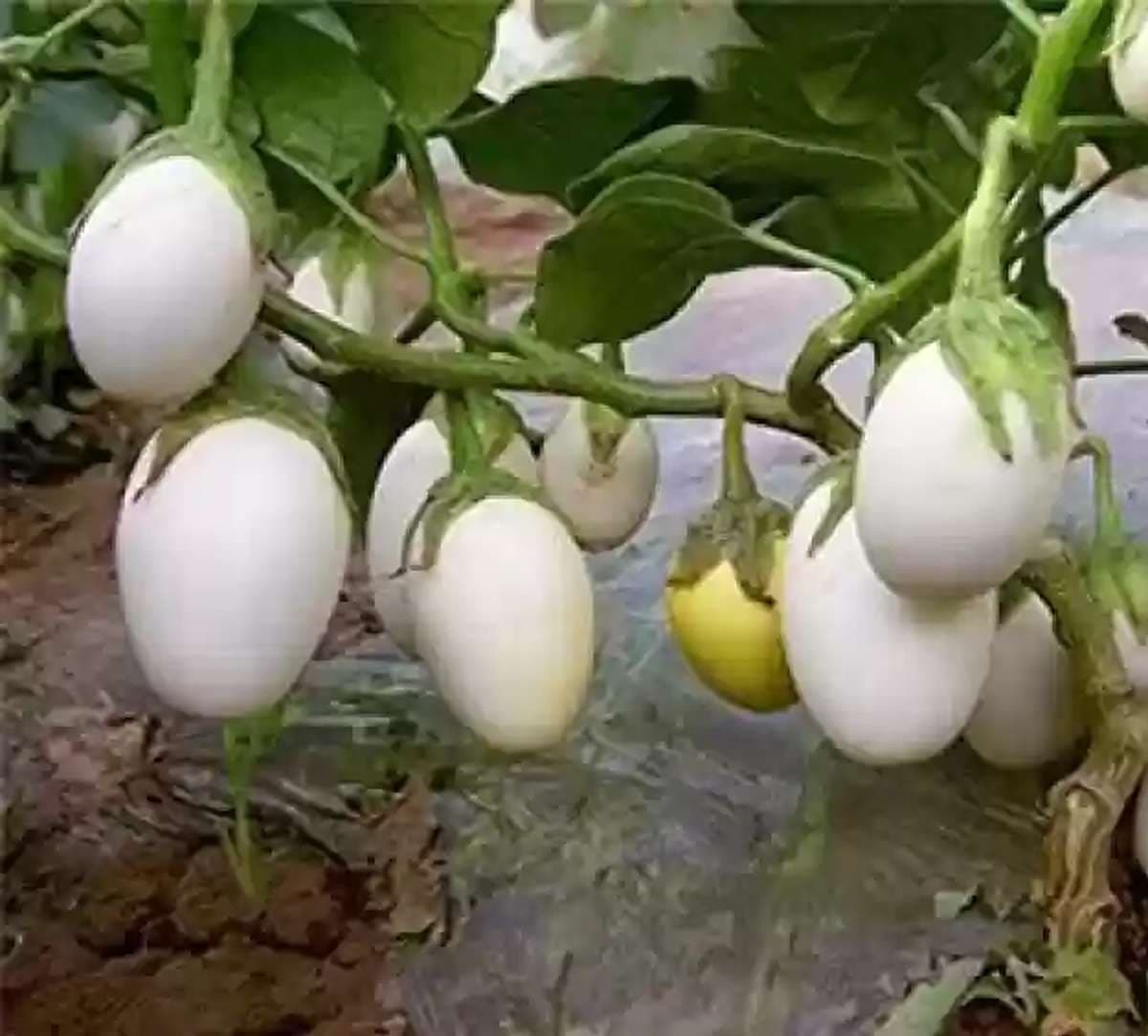 White eggplant A natural way to lower bad cholesterol