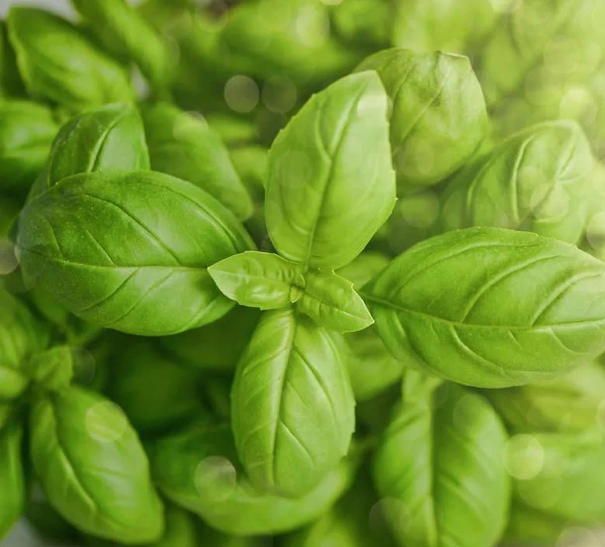 basil-leaves.jpg