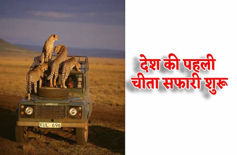 first_cheetah_safari__start_in_kuno_national_park_tourist_in_kuno.jpg