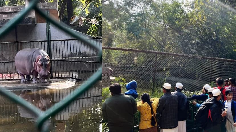 After the accident crowd gathered outside the hippopotamus enclosure