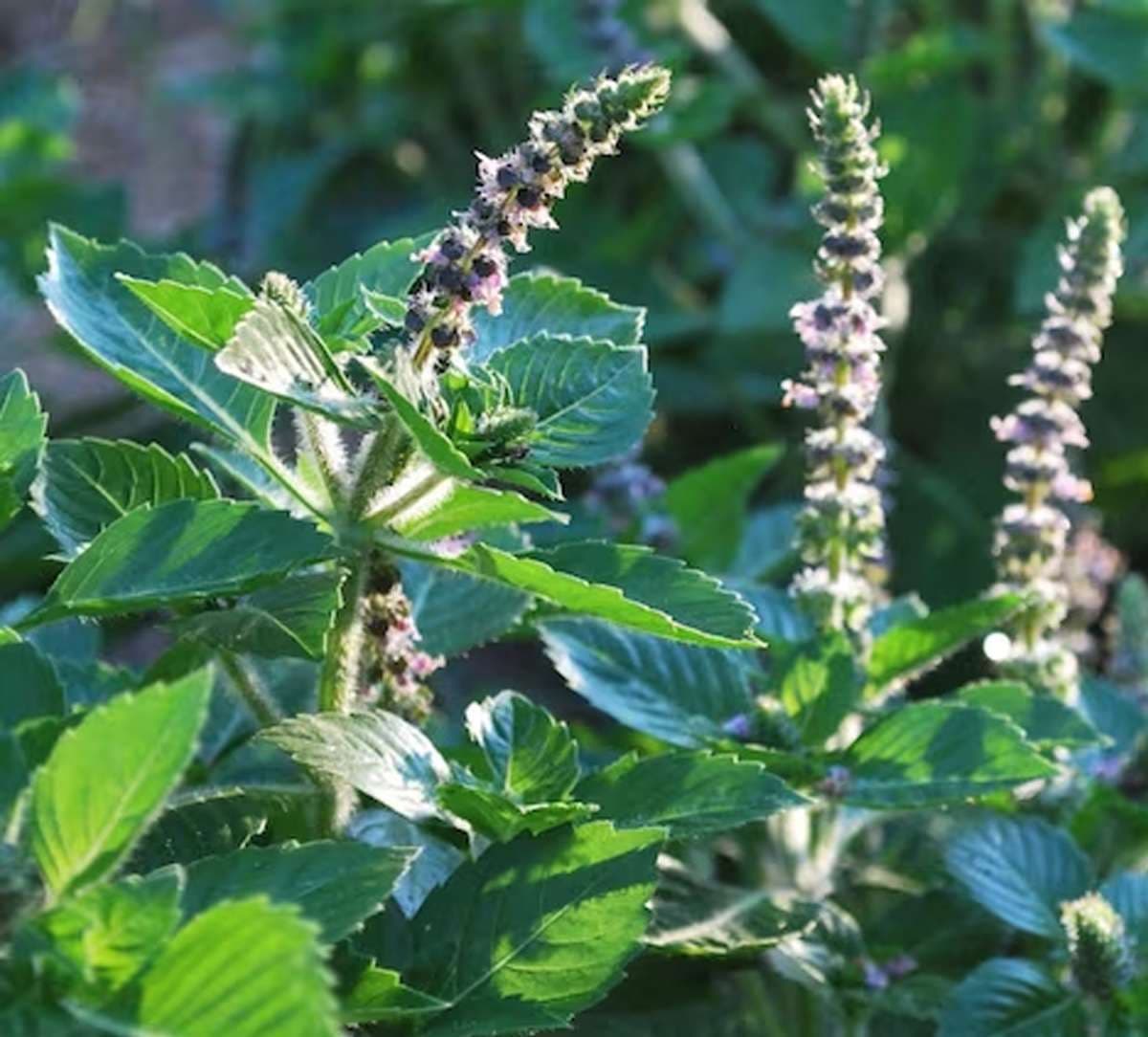 tulsi-benefits-for-skin.jpg