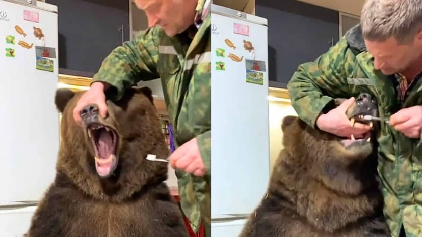 man_brushes_bear_teeth.jpg