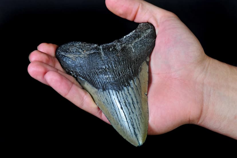 megalodon_tooth.jpg