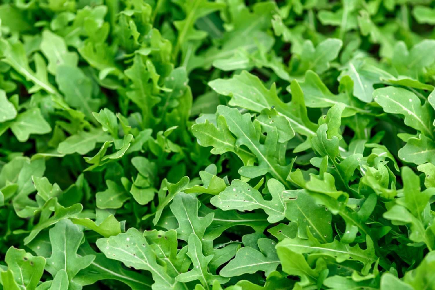 arugula.jpg