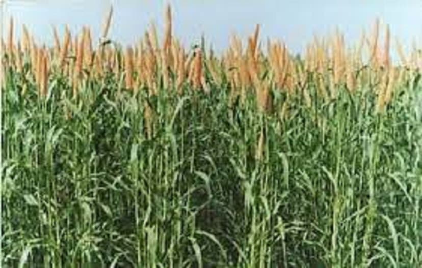 Karnataka millet farmers