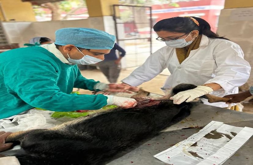  Doctors removed a two and a half kilo lump from the pet dog's stomach