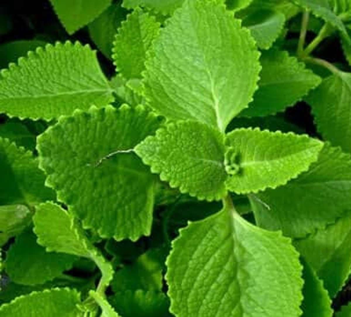 ajwain-leaves-benefits-for-.jpg