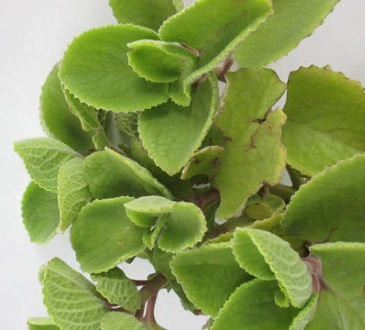 ajwain-leaves-benefits.jpg