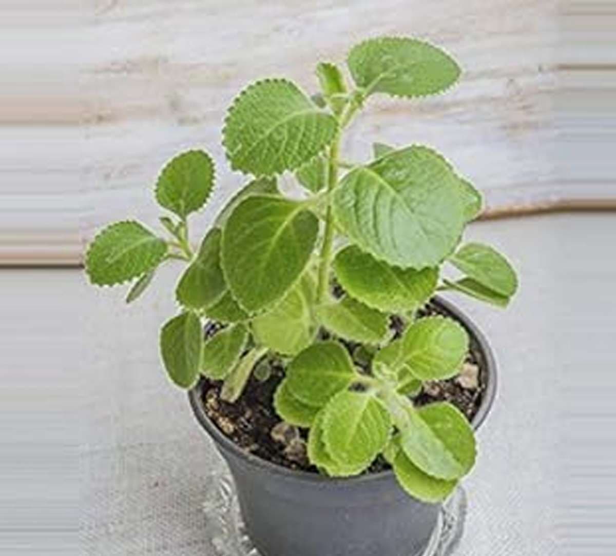 ajwain-leaves-for-cough-and.jpg