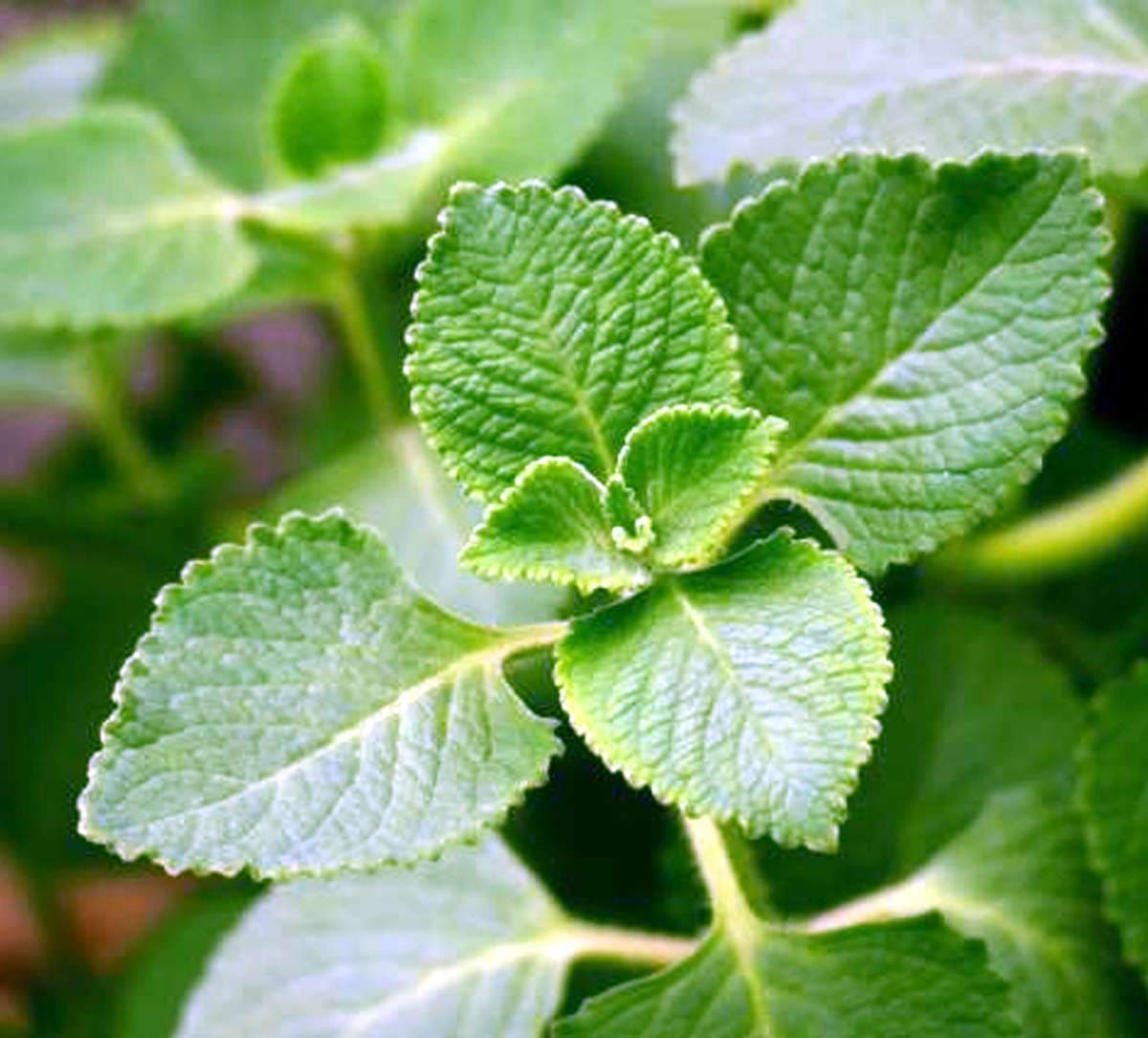 ajwain-leaves-for-cough.jpg