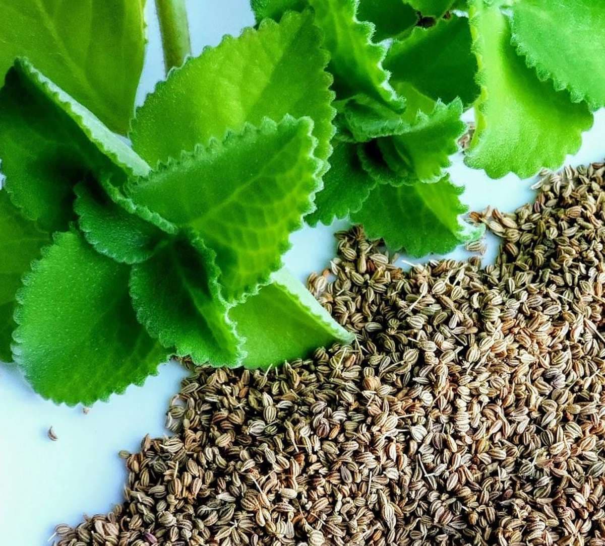 ajwain-leaves-in-english.jpg