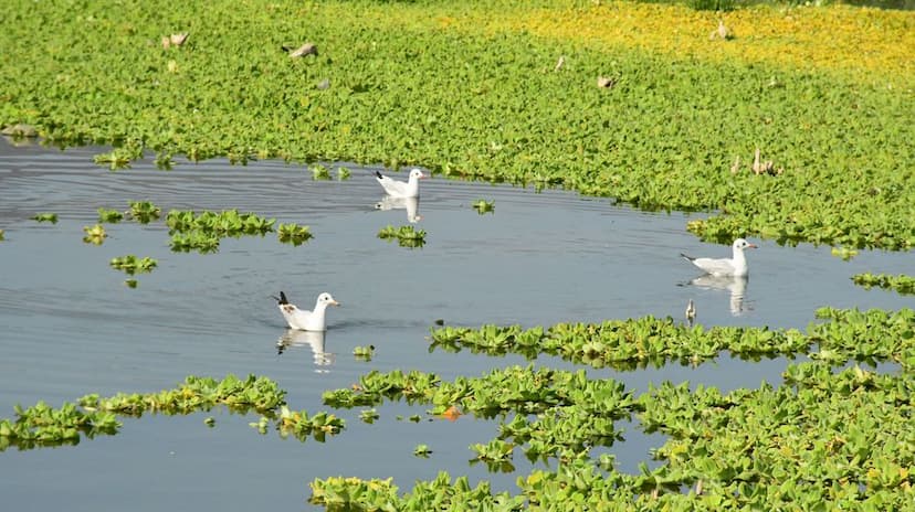 मानवीय हलचल व प्रदूषण ने रोकी प्रवासी पक्षियों की राह