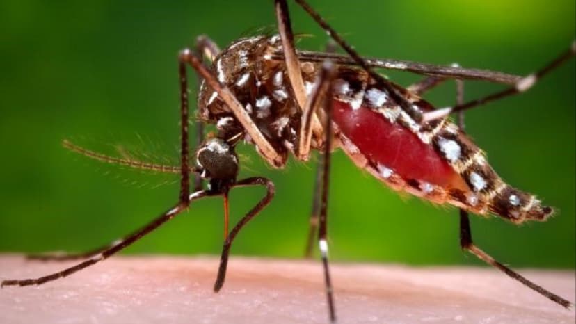 लगातार बढ़ रहे डेंगू के मामले, नियंत्रण से बाहर संक्रामक रोग