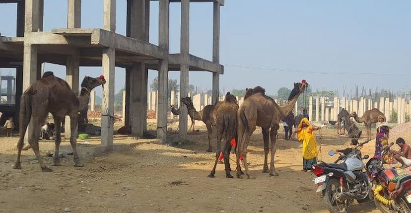 नगर परिषद ने बंद किया पशुमेला, फिर भी हर वर्ष आ रहे पशुपालक