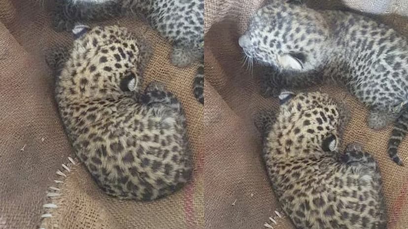 leopard-cubs-found-in-sugarcane-field-in-amroha.jpg