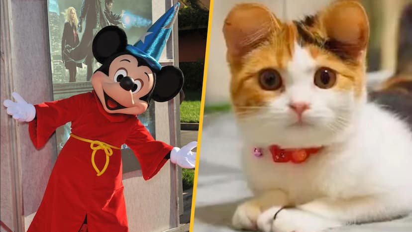 mickey_mouse_ears_for_cat.jpg