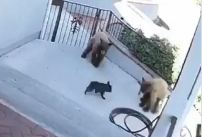 little_dog_scares_away_two_bears.jpg