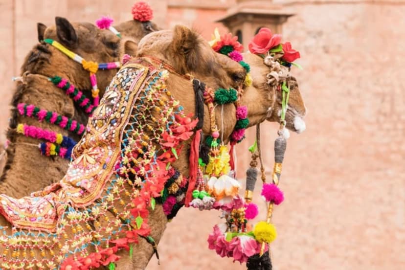 camel_fest_bikaner__.jpg