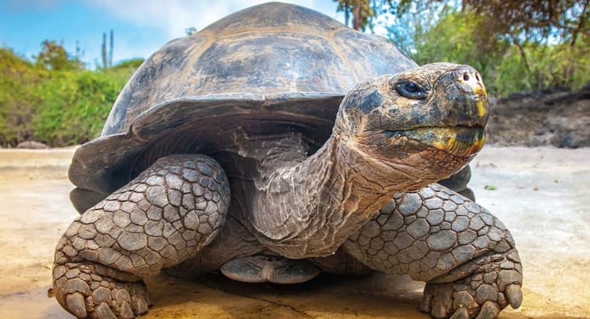 tortoises_live_in_ranthambore.jpg