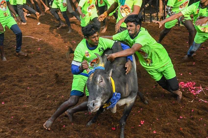 Avaniyapuram Jallikattu